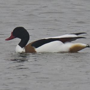 Common Shelduck