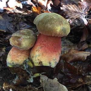 Dotted-stem Bolete