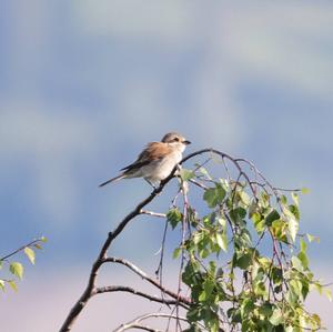 Red-backed Shrike