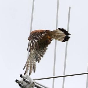 Common Kestrel