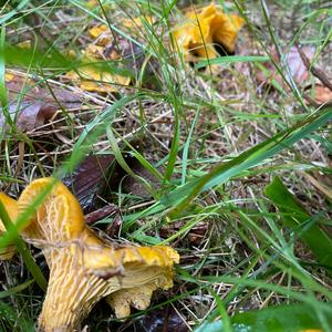 Chanterelle, Common