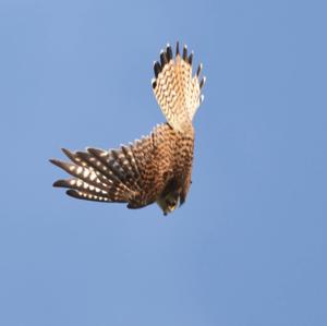 Common Kestrel