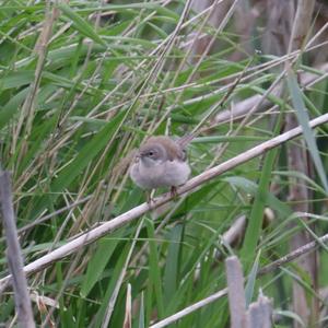 Common Whitethroat