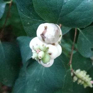 Snowberry (Common)