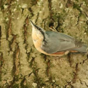 Wood Nuthatch