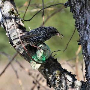 Common Starling