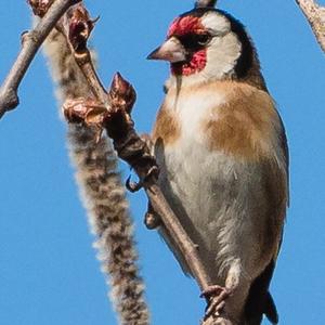 European Goldfinch