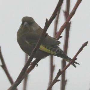 European Greenfinch