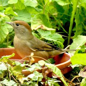 Blackcap