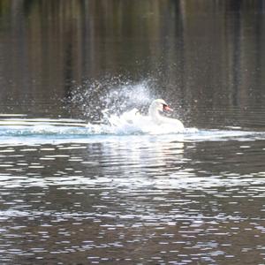 Mute Swan