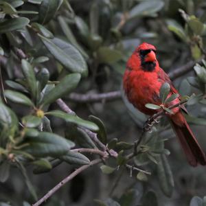 Northern Cardinal