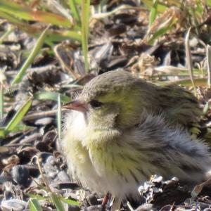 Eurasian Siskin