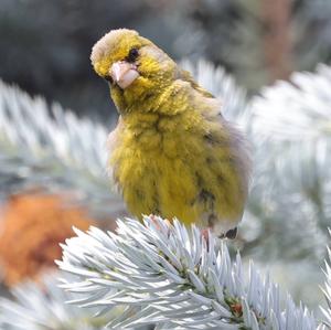 European Greenfinch