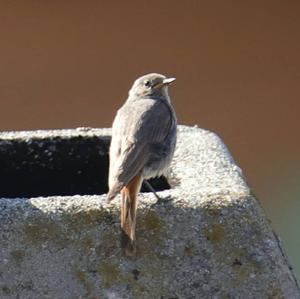 Black Redstart