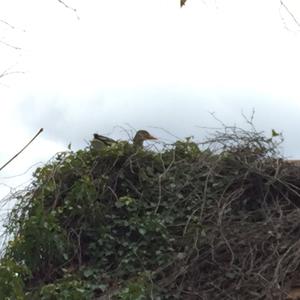 Greylag Goose