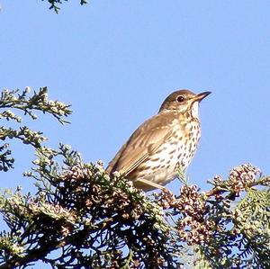 Song Thrush