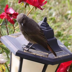 Black Redstart