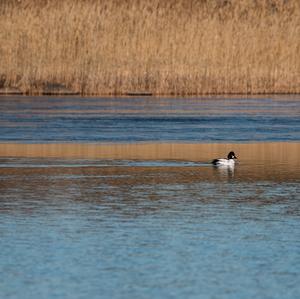 Common Goldeneye