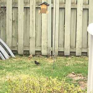 Red-winged Blackbird