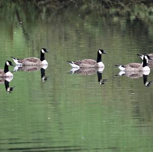 Canada Goose