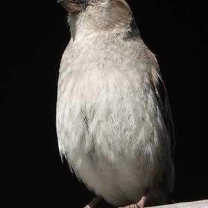 House Sparrow