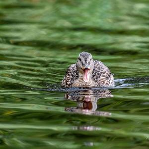 Mallard