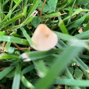 Coprinus auricomus