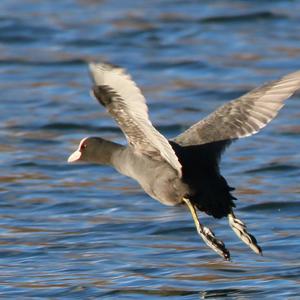 Common Coot