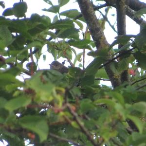 Blackcap