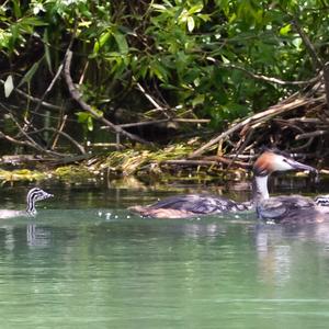 Great Crested Grebe