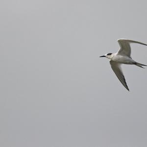 Sandwich Tern