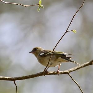 Eurasian Chaffinch