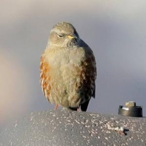 Alpine Accentor