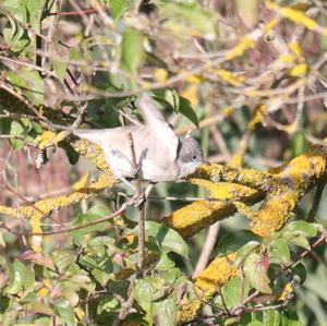 Blackcap