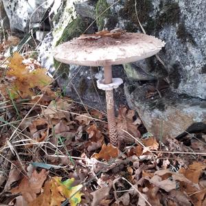 Unknown Species
