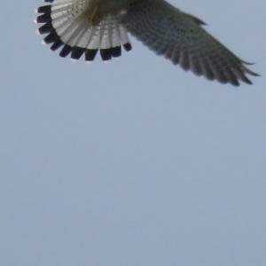 Common Kestrel