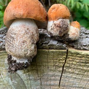 Orange Birch Bolete