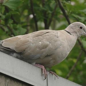 Eurasian Collared-dove