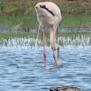 Greater Flamingo