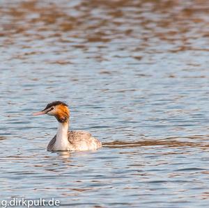 Great Crested Grebe