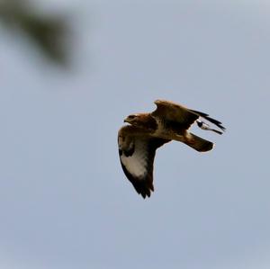 Common Buzzard