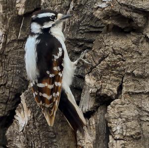 Hairy Woodpecker