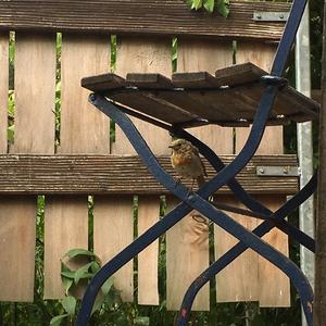 European Robin