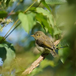 Common Chiffchaff