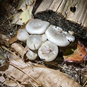 Cloudy Clitocybe