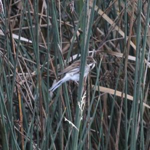 Reed Bunting