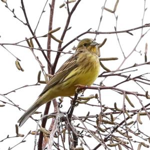 Yellowhammer