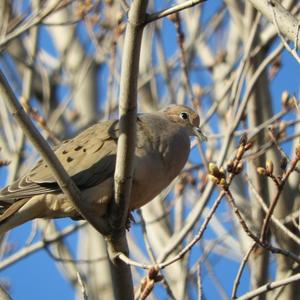 Mourning Dove