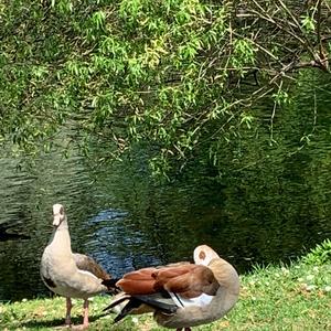 Egyptian Goose