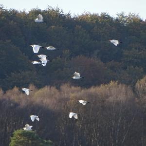 Cattle Egret